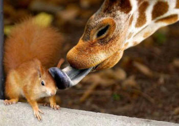 жираф целует белку