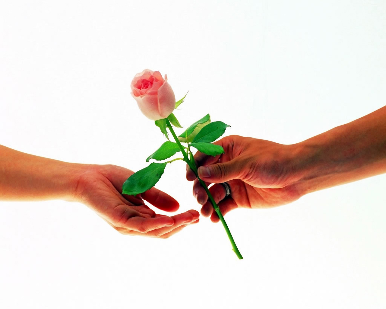 Розочки дарить. Цветок на руку.. Цветы в мужских руках. Цветы в протянутой руке.